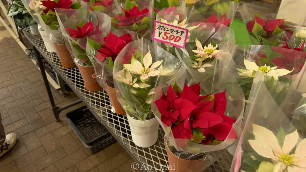 アグリパークゆめすぎとの花屋で売ってるポインセチア